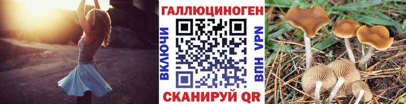 Купить где  Анжеро-Судженск  Галлюциногенные грибы Cubensis 